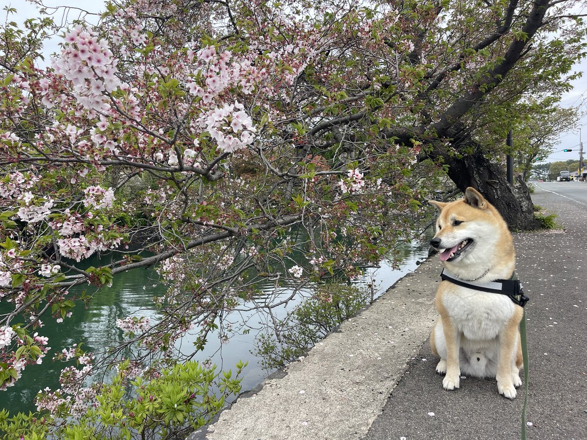 kote2wolflike1's tweet photo. 寒い冬を越え、耐え続けた蕾が芽吹き、やがて満開の桜となる。
雨風にも屈せず、その先で一気に深緑へと駆け抜けていく。

まさに今季の松本山雅FC。
苦しみを力に変え、花を咲かせ、ここから一気に加速する――そんな予感しかしない。

なんてねー😊

#松本山雅
#大宮アルディージャ
#快勝
#犬も笑う https://t.co/B2R3LWzPWB