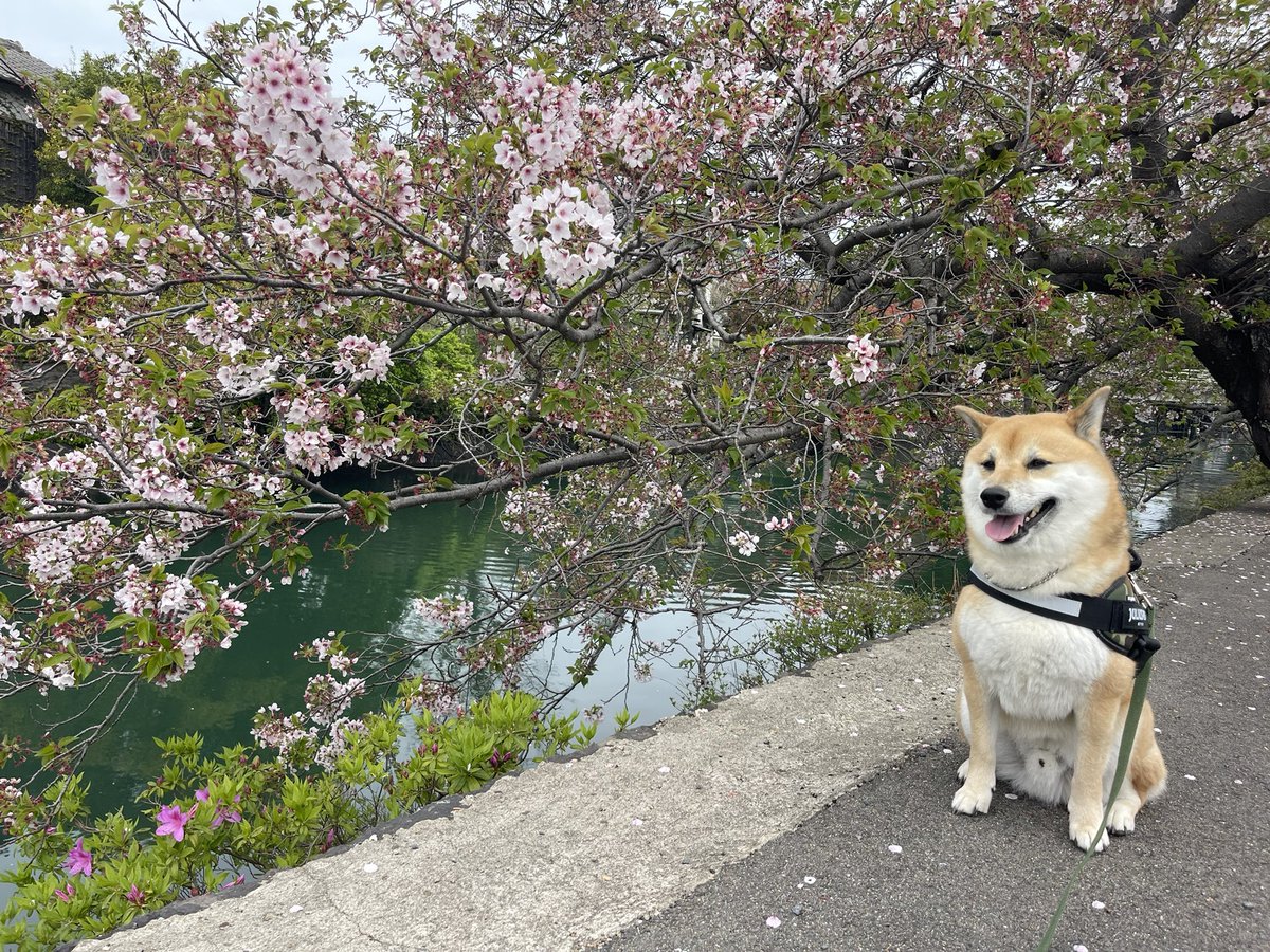 kote2wolflike1's tweet photo. 寒い冬を越え、耐え続けた蕾が芽吹き、やがて満開の桜となる。
雨風にも屈せず、その先で一気に深緑へと駆け抜けていく。

まさに今季の松本山雅FC。
苦しみを力に変え、花を咲かせ、ここから一気に加速する――そんな予感しかしない。

なんてねー😊

#松本山雅
#大宮アルディージャ
#快勝
#犬も笑う https://t.co/B2R3LWzPWB
