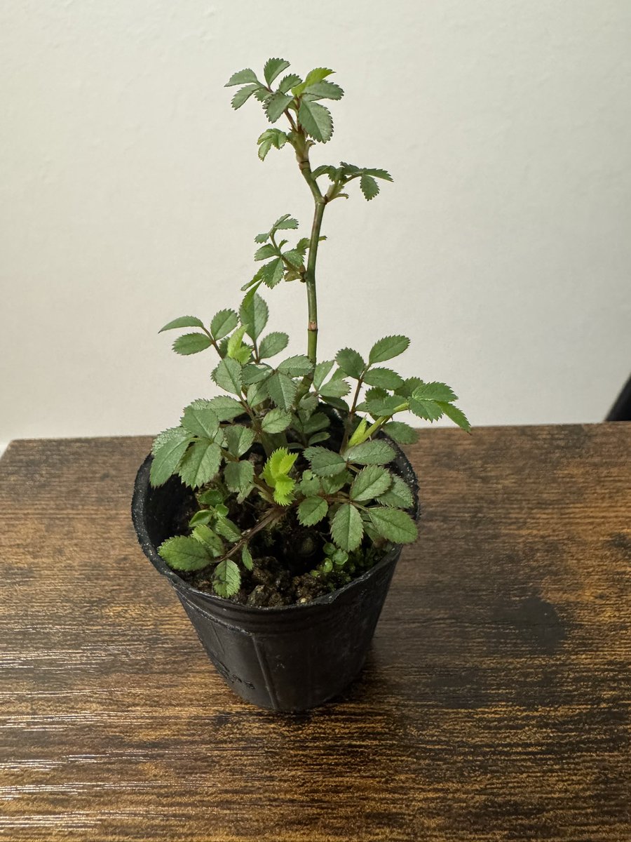 Miki Ave tweet media