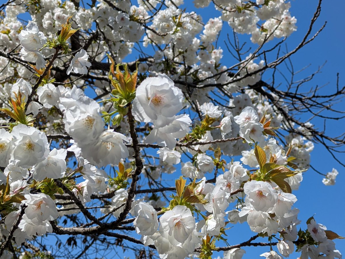 NaraWomensUniv's tweet photo. 【今日の桜さん🌸】
葉桜になりつつある構内の桜ですが、
品種によってはまだまだ見頃です🌸

春の景色、もう少し楽しめそうです✨

#奈良女子大学 #桜の季節 https://t.co/1l4bAj8d0z