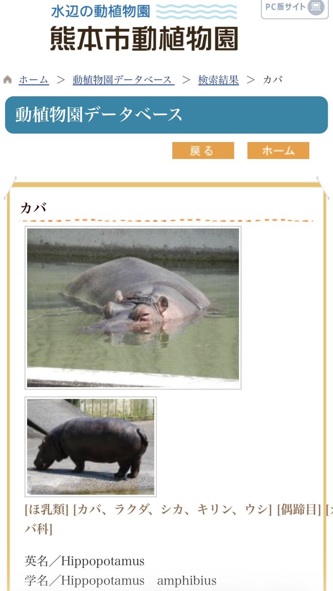 ももぷりん🎏＆むに子🐈もぐ🐈‍⬛ tweet media