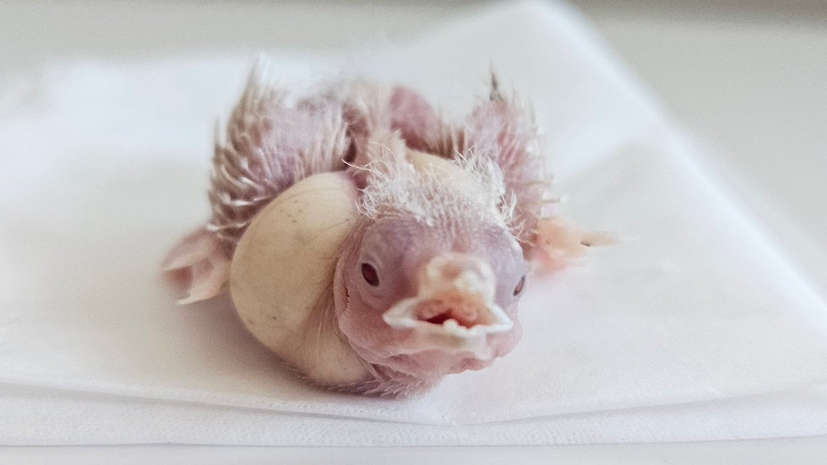 ごま と あんこ さし餌中🍼 tweet media