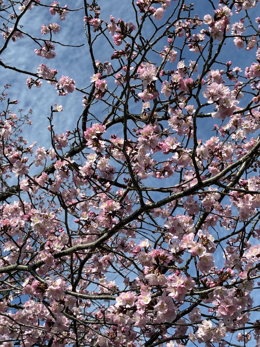 anemone🇯🇵 tweet media