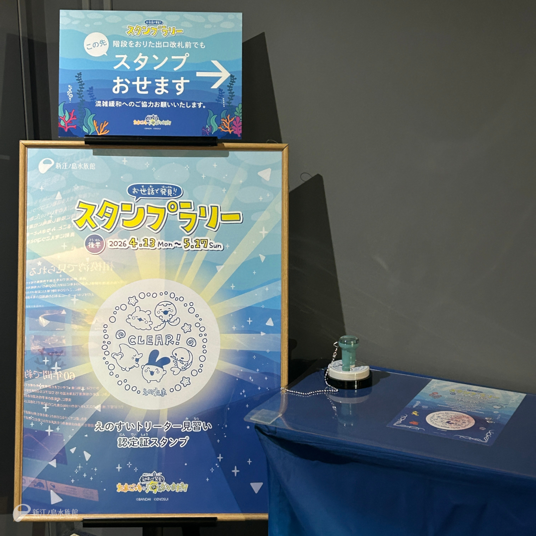 新江ノ島水族館 tweet media