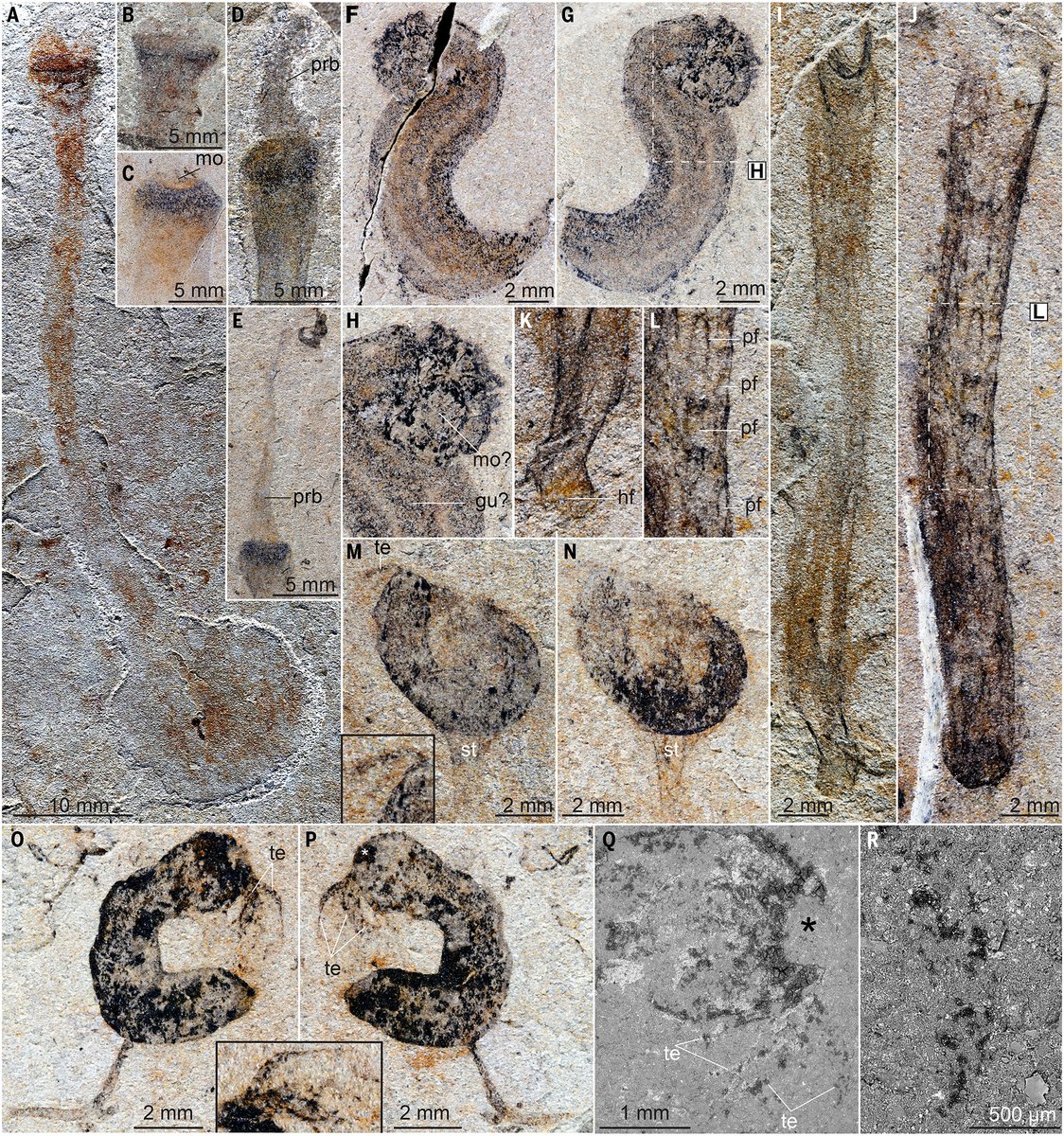 ScienceMagazine's tweet image. Researchers have uncovered a new fossil assemblage in the Jiangchuan Biota in Yunnan, Southwest China that fills a critical gap in our knowledge of the transition between the strange, soft-bodied animals of the Ediacaran period and the ancestral forms of almost all modern animal