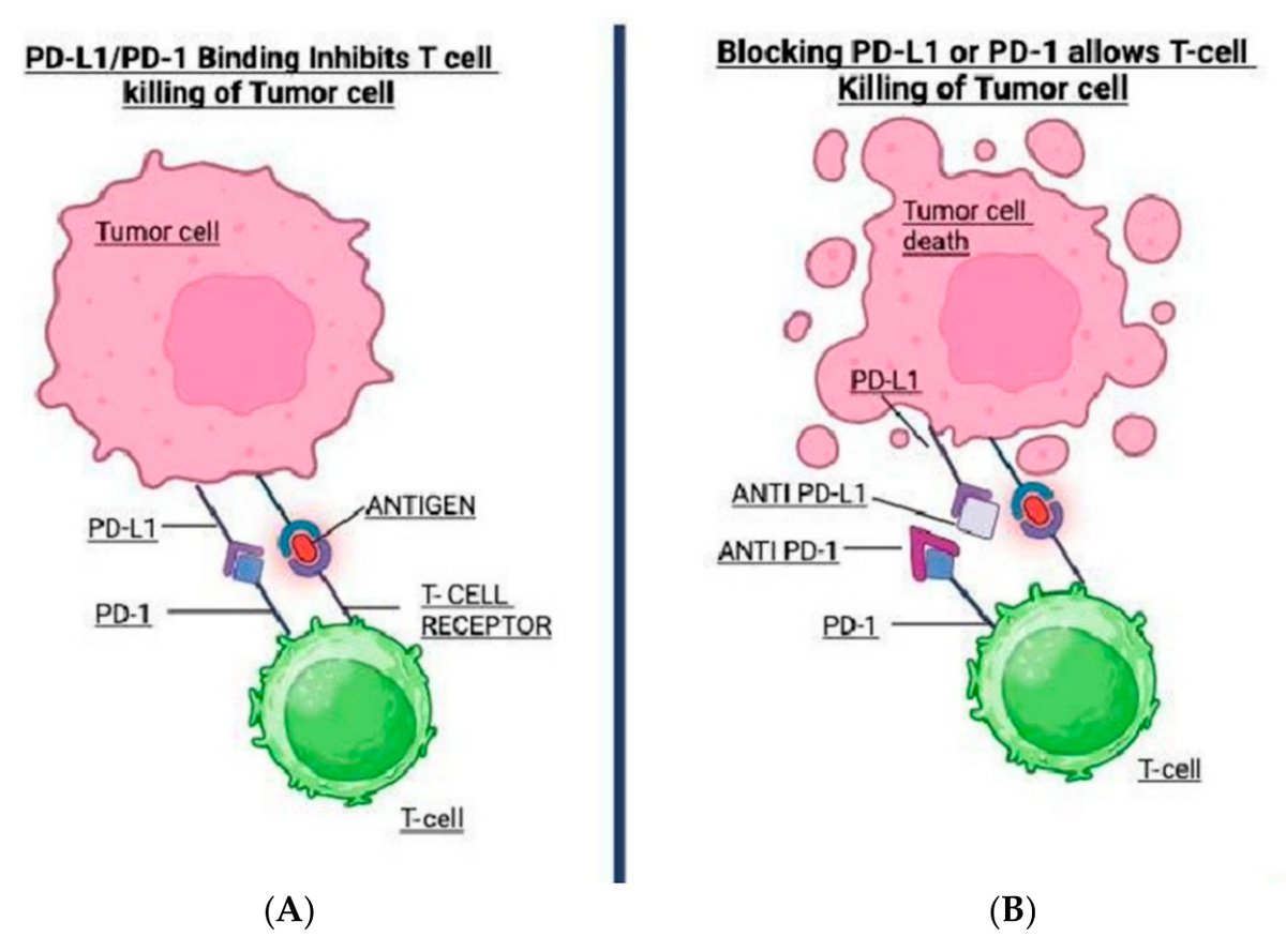 Antibodies_MDPI's tweet image. Glad to share this paper @MediPharma_MDPI 

"#Immunotherapy in GI #Cancers: Lessons from Key Trials and Future #Clinical Applications"

mdpi.com/2073-4468/14/3…