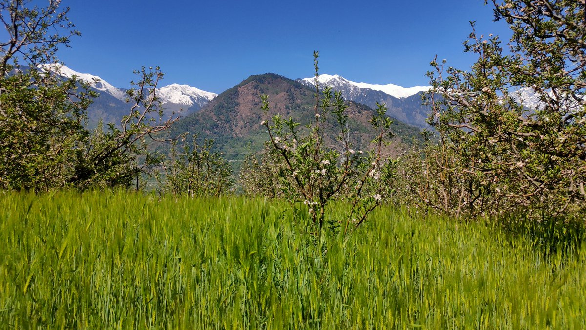 thw4u's tweet image. Monday Morning from the farm 🙌🏻☺️

#Spring #mountains
#Kullu #HimachalPradesh