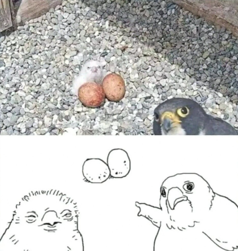 Corvus_Crowly tweet media