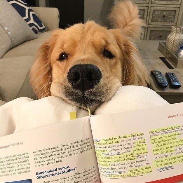 RetriverGo10908's tweet photo. @englishcreamNJ Life is better with a golden retriever ✨ https://t.co/pZbs9lAb8R