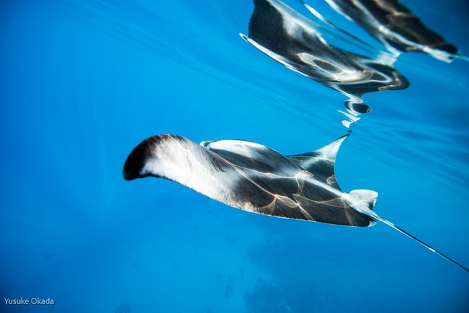 Yusuke Okada｜岡田裕介 tweet media