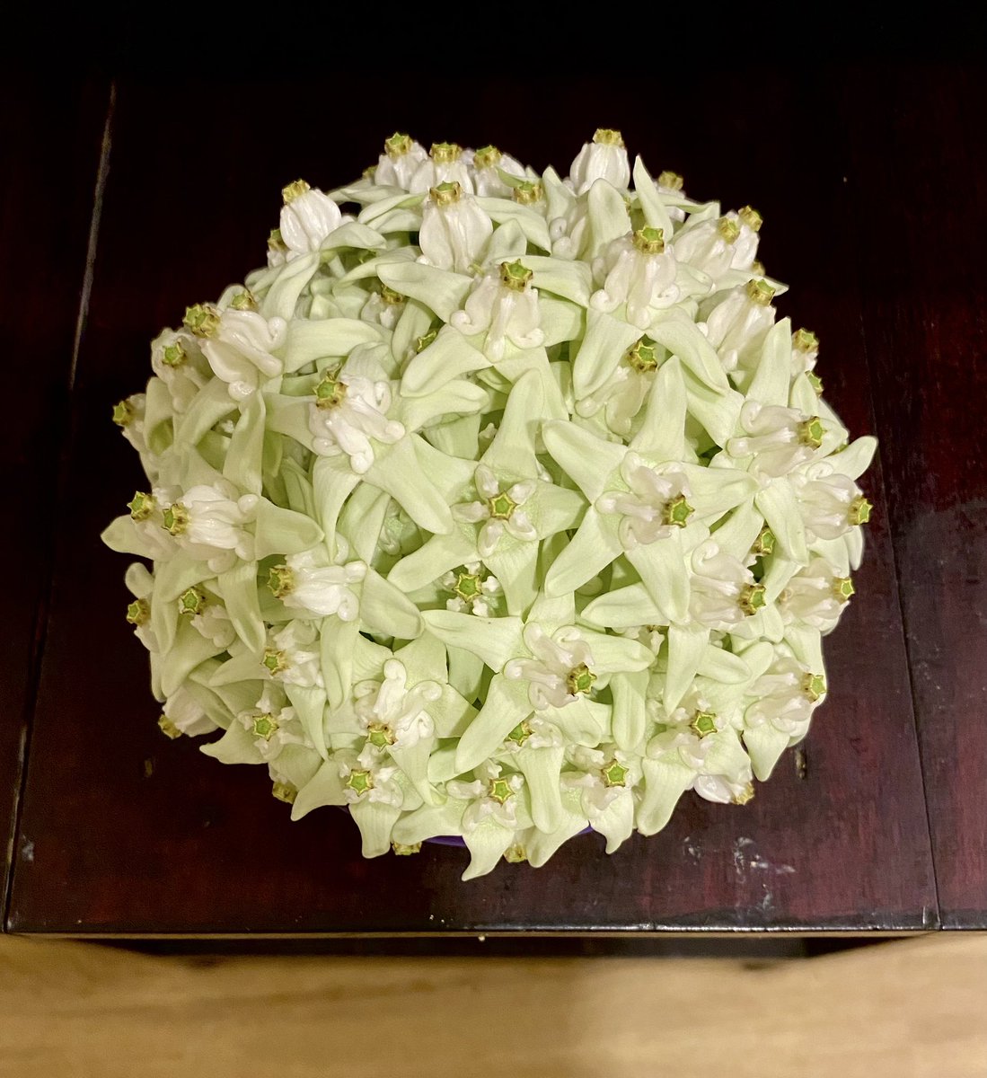 snoopy21 tweet media