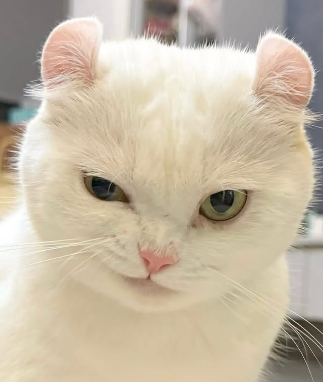 MargrafSwet's tweet photo. 🐱 https://t.co/YWwQ7MzEmp