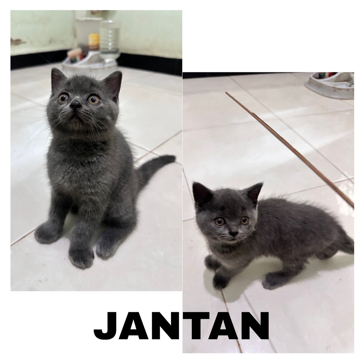 not_yourjoy's tweet photo. LEPAS ADOPT BERMAHAR

mix BSH × Scottish (Scottish Straight mix) non ped

1. White Grey Bicolor (Jantan)
2. LILAC &amp; WHITE bicolor (Betina)
3. BLUE Solid (Jantan)
4. LILAC &amp; WHITE bicolor (Betina)

#zonauang https://t.co/o3Y2sheugF