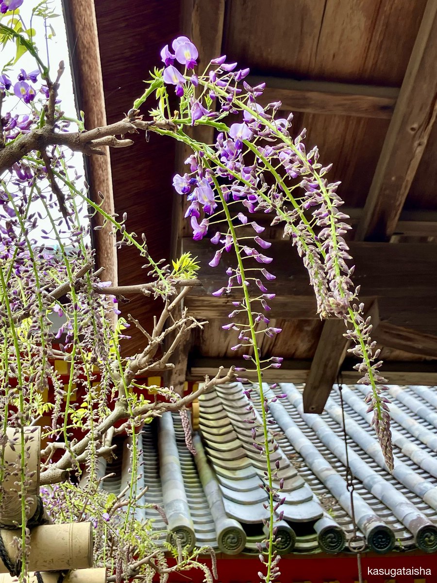 春日大社 kasugataisha shrine tweet media