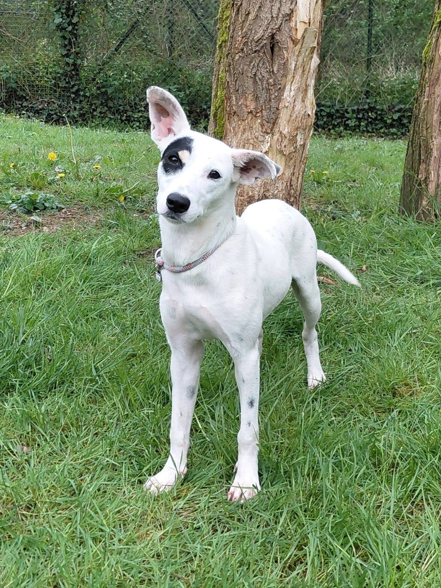 Guadeloupe Animaux tweet media