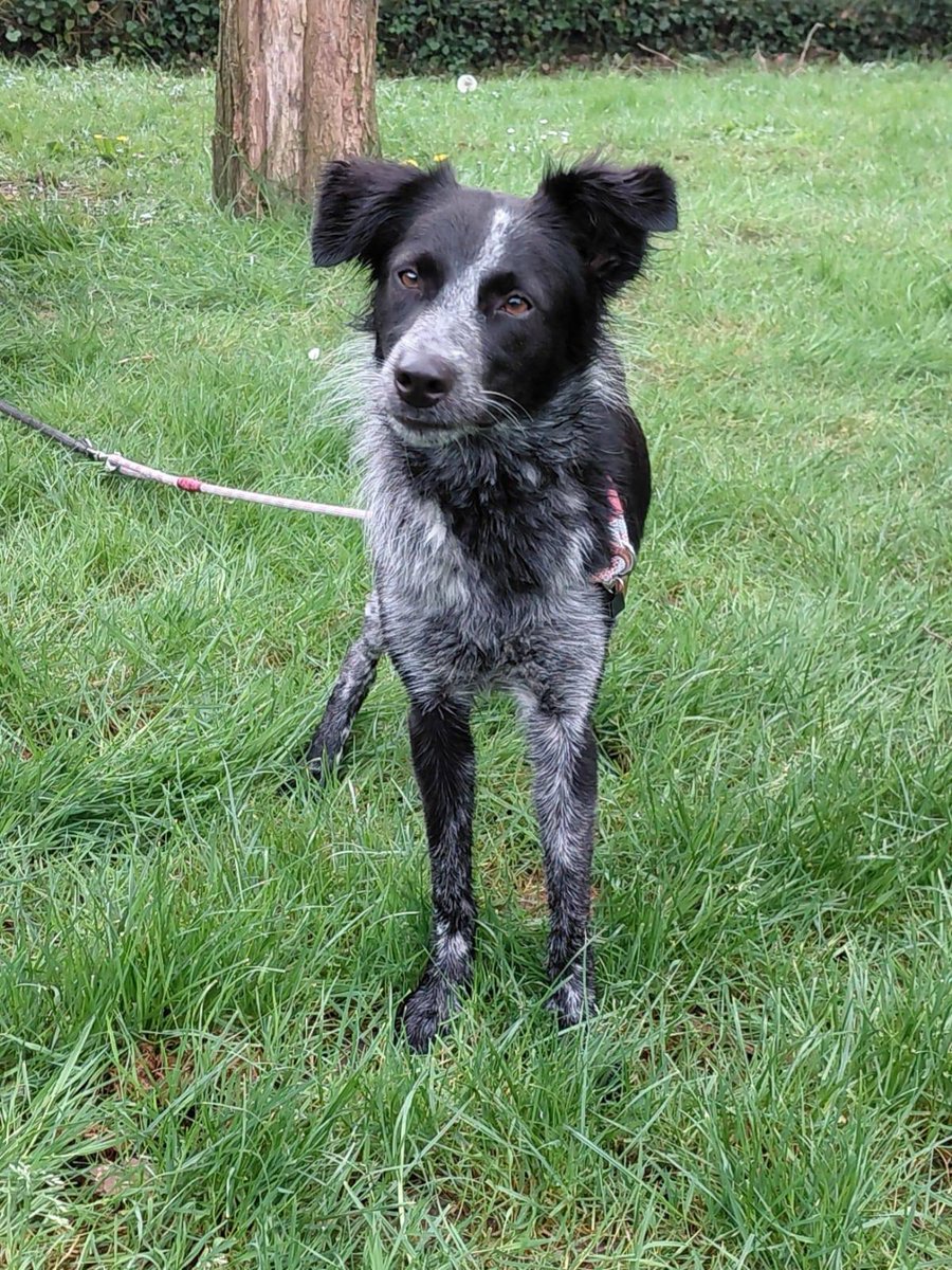 Guadeloupe Animaux tweet media