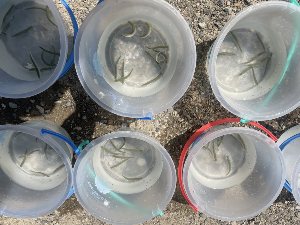 新潟県村上市 tweet media