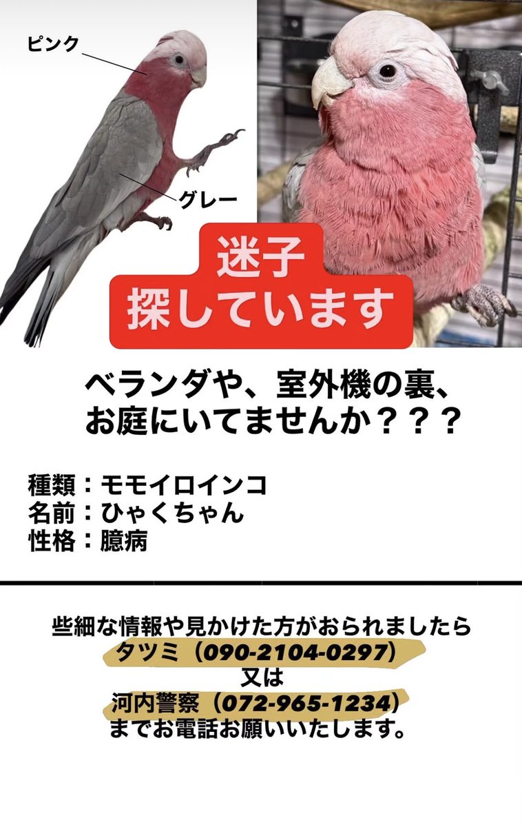 まぐろの保護者 tweet media