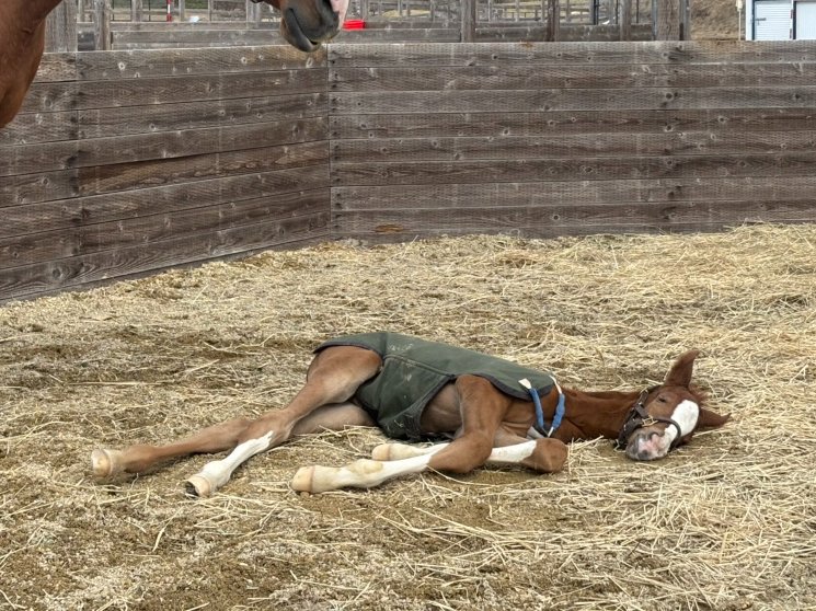 追分ファーム（公式） tweet media