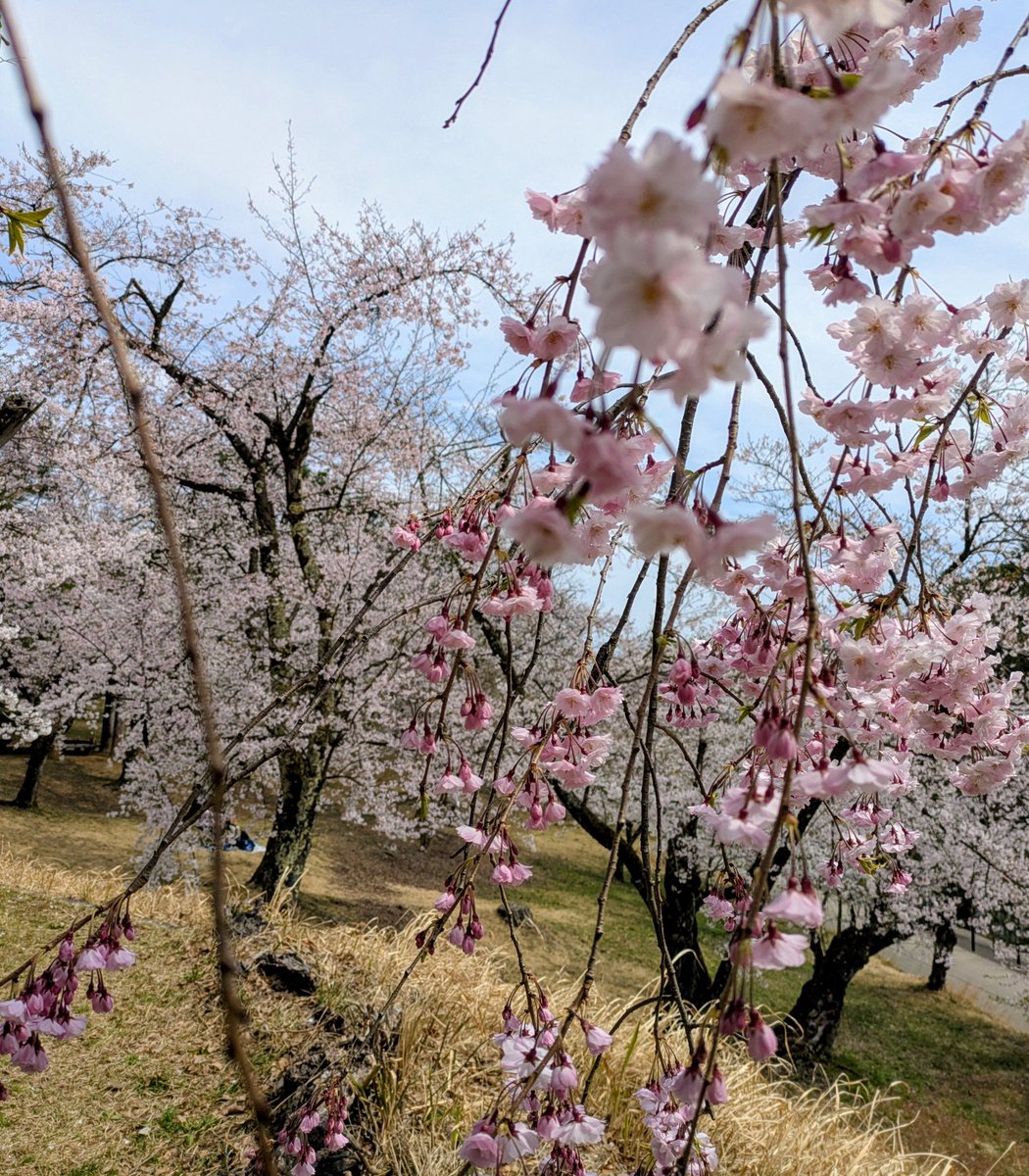 かめキティ(・∀・) tweet media