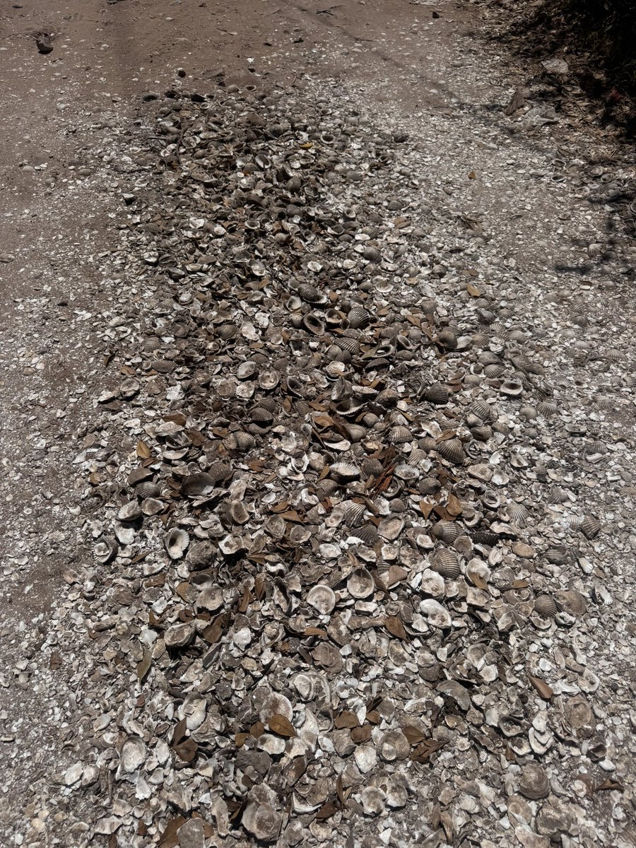 𝖁𝖎𝖈𝖐𝖊𝖗 78 🇲🇽 tweet media