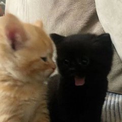 cats 🐈 tweet media