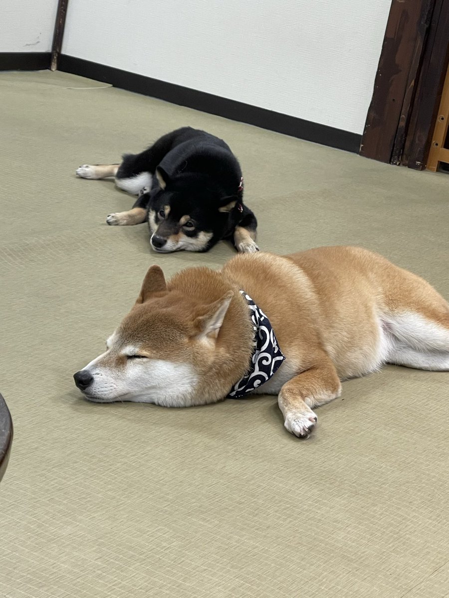 S1r1usVT_TTV tweet media