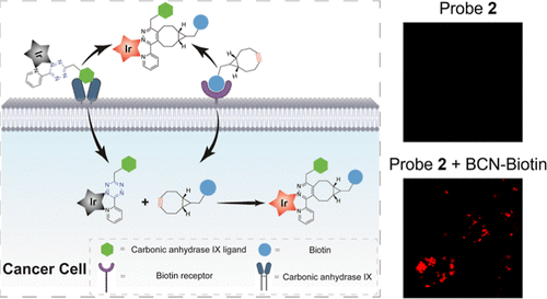 bhkenlo's tweet image. Dual-Receptor Targeted Imaging of Cancer Cells with a Bioorthogonal Iridium(III)-Based Probe | Inorganic Chemistry pubs.acs.org/doi/10.1021/ac… Wang, Leung, Wang, and co-workers @InorgChem #iridium #dual_receptor #bioorthogonal #CAIX