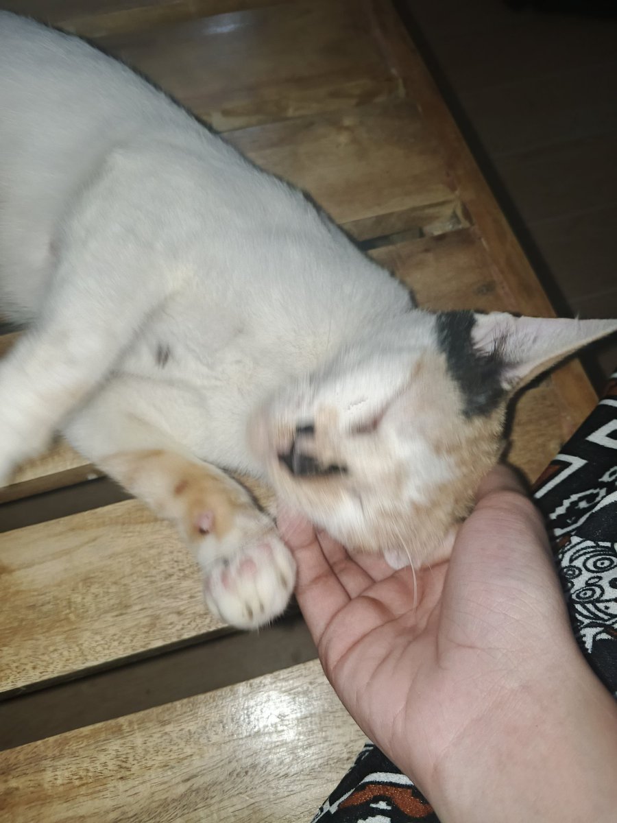 a4ras's tweet image. Meet my cat who likes hurting me