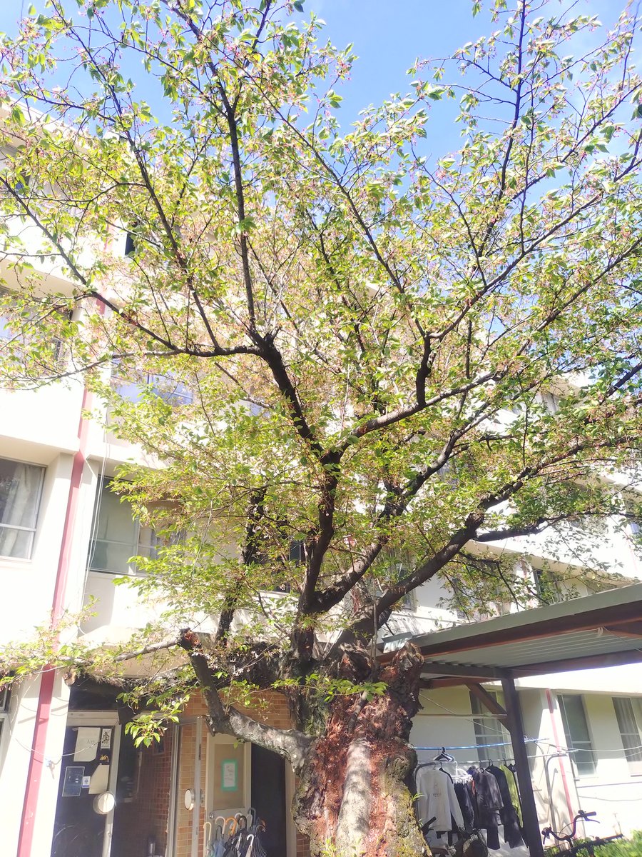 京都大学YMCA地塩寮 tweet media