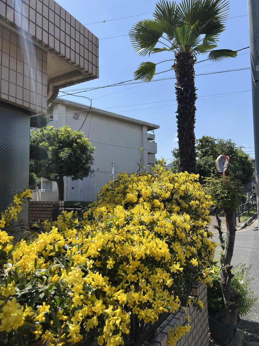 zeeheecd's tweet photo. お花が好き、この季節が好き、そしてあなたが好き❤️ https://t.co/lw6agqdyCe