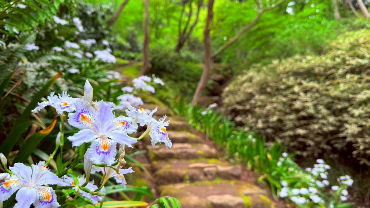 HSankeien's tweet photo. きらめく新緑に癒やされるこの頃。内苑奥など園内のあちこちでシャガが群生しています。
5月10日までの期間限定ですので、ご来園の際はぜひ聴秋閣奥の遊歩道もお見逃しなくご散策ください🍃
＃三溪園 #三渓園 #新緑の遊歩道開放 https://t.co/YUV3vUUQWN
