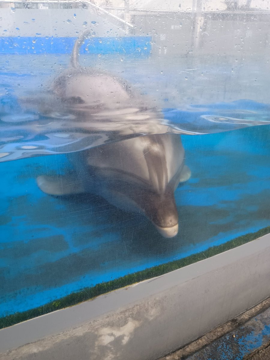 まぴころ tweet media