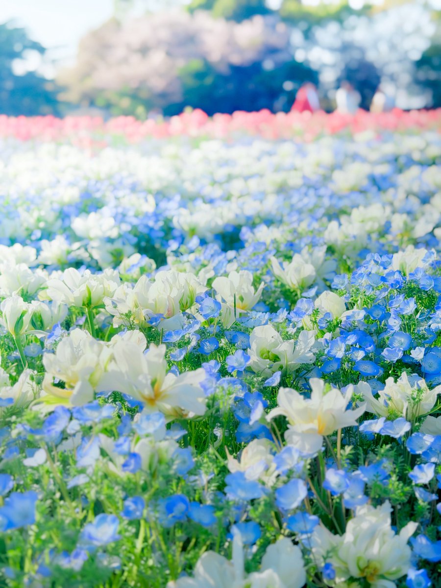 な⃰る⃰せ⃰ tweet media