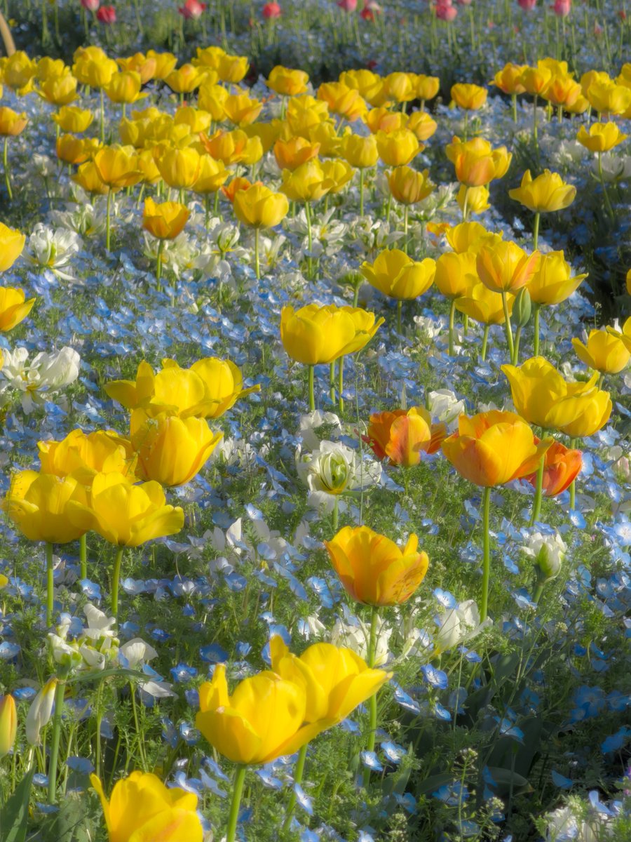 な⃰る⃰せ⃰ tweet media