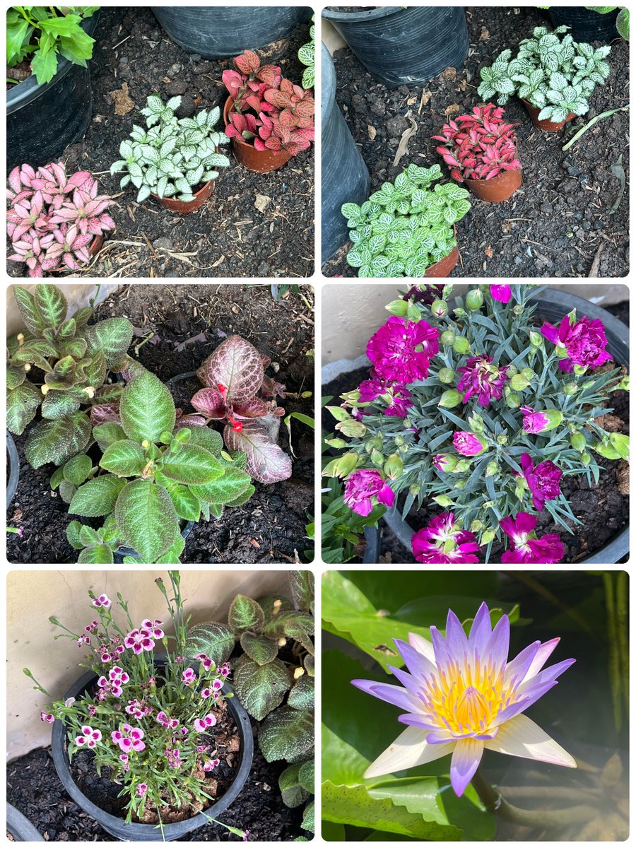 ได้ซื้อต้นไม้เสียที🤩🌼🌺🪷 ไฮเดรนเยีย หลิวไต้หวัน กล้วยไม้ดิน รักเร่ เดซี่ พรมออสเตรเลีย พรมญี่ปุ่น คาร์เนชั่น ผีเสื้อ ที่ขาดไม่ได้คือบัวสาย 

เรื่องราคา คนรักต้นไม้ก็จะเข้าใจ😍

ดีที่ลงต้นไม้เรียบร้อย เพราะพรุ่งนี้ต้องขึ้นสุโขทัยไปงานสีดำ 

#geejeeมีเรื่องเล่า