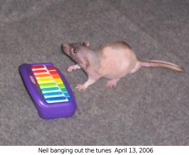 Solar424's tweet photo. Happy 20th anniversary of Neil banging out the tunes https://t.co/XpUXxm5Q7Y