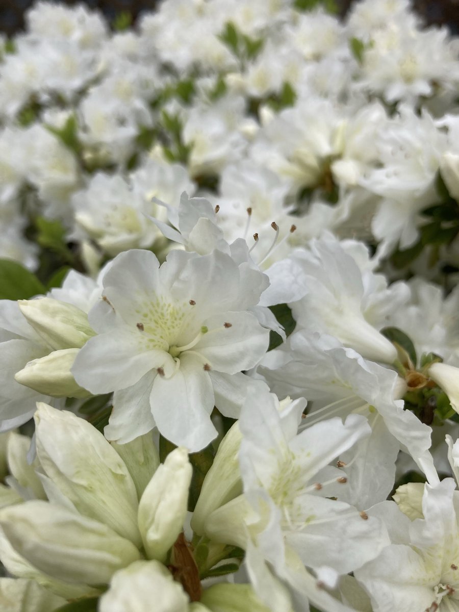 nnI9m9lZWO92038's tweet image. ツツジの勢いがすごいです🌸

穏やかな午後をお過ごしください🌿