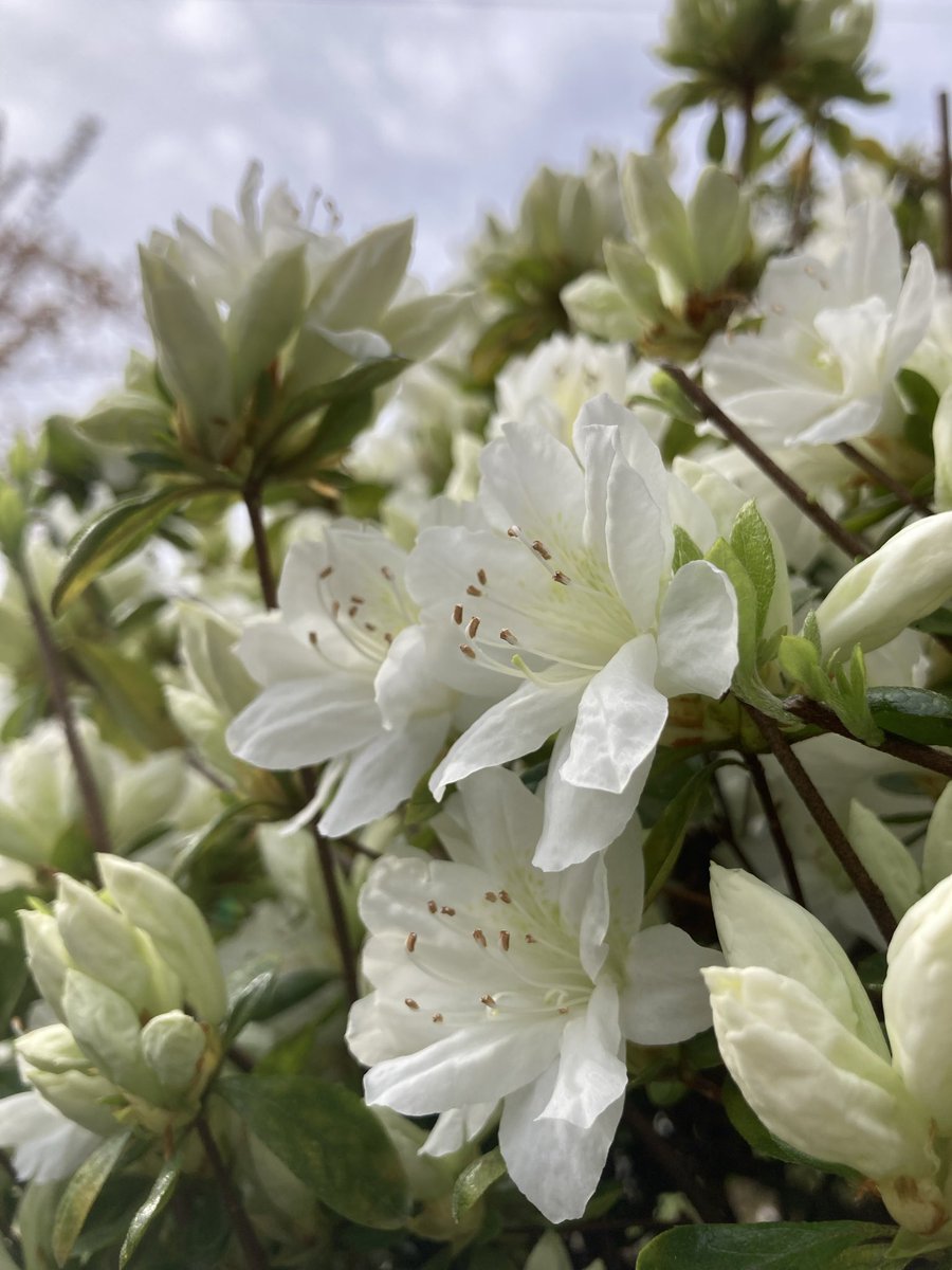 nnI9m9lZWO92038's tweet image. ツツジの勢いがすごいです🌸

穏やかな午後をお過ごしください🌿