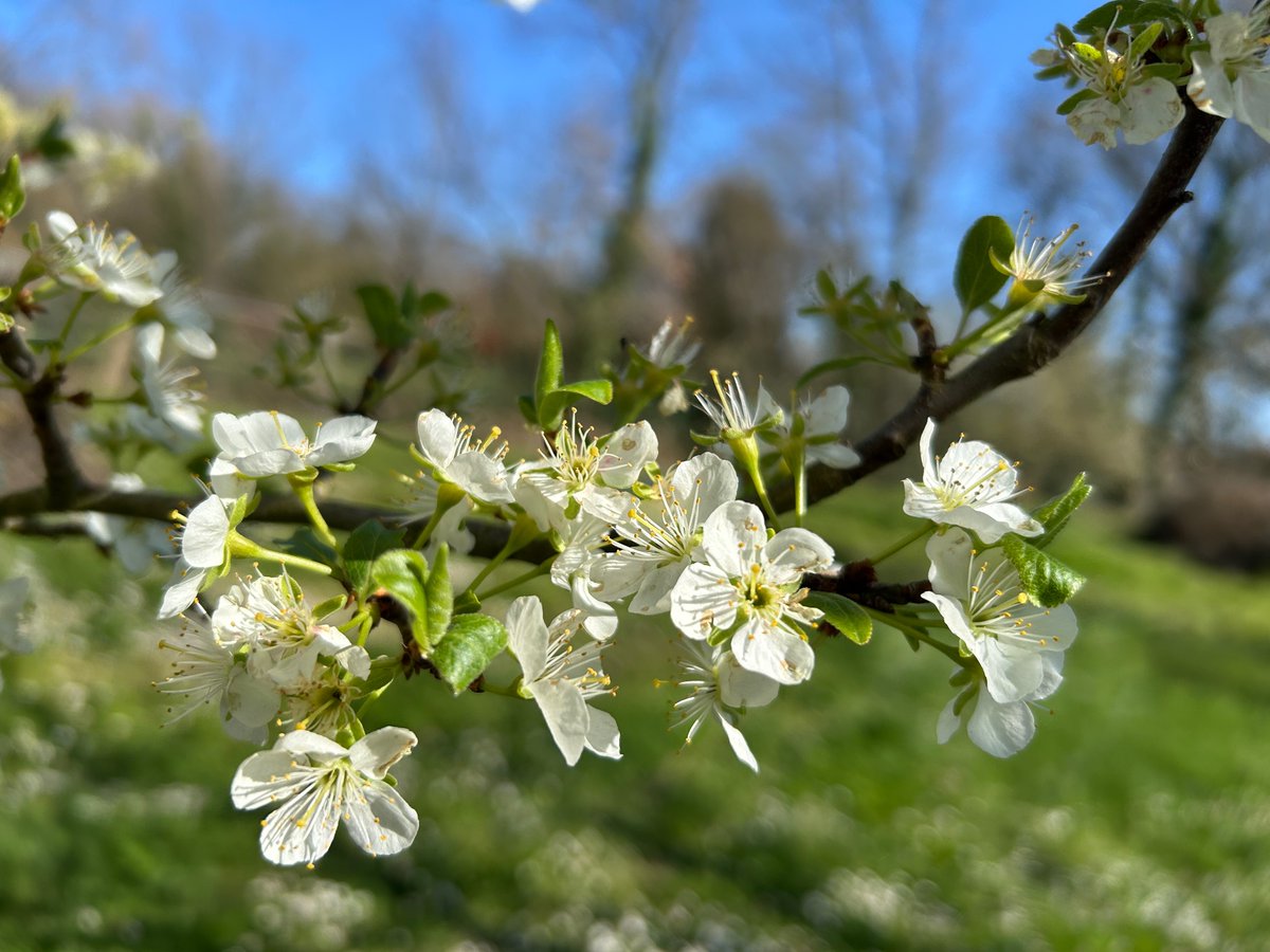 manuelacasasoli's tweet image. From my hikes...

The enchanting world of Rosaceae flowers.

Umbria - 2026

Have a good day!

#hiking #adventures #nature #NatureVibes