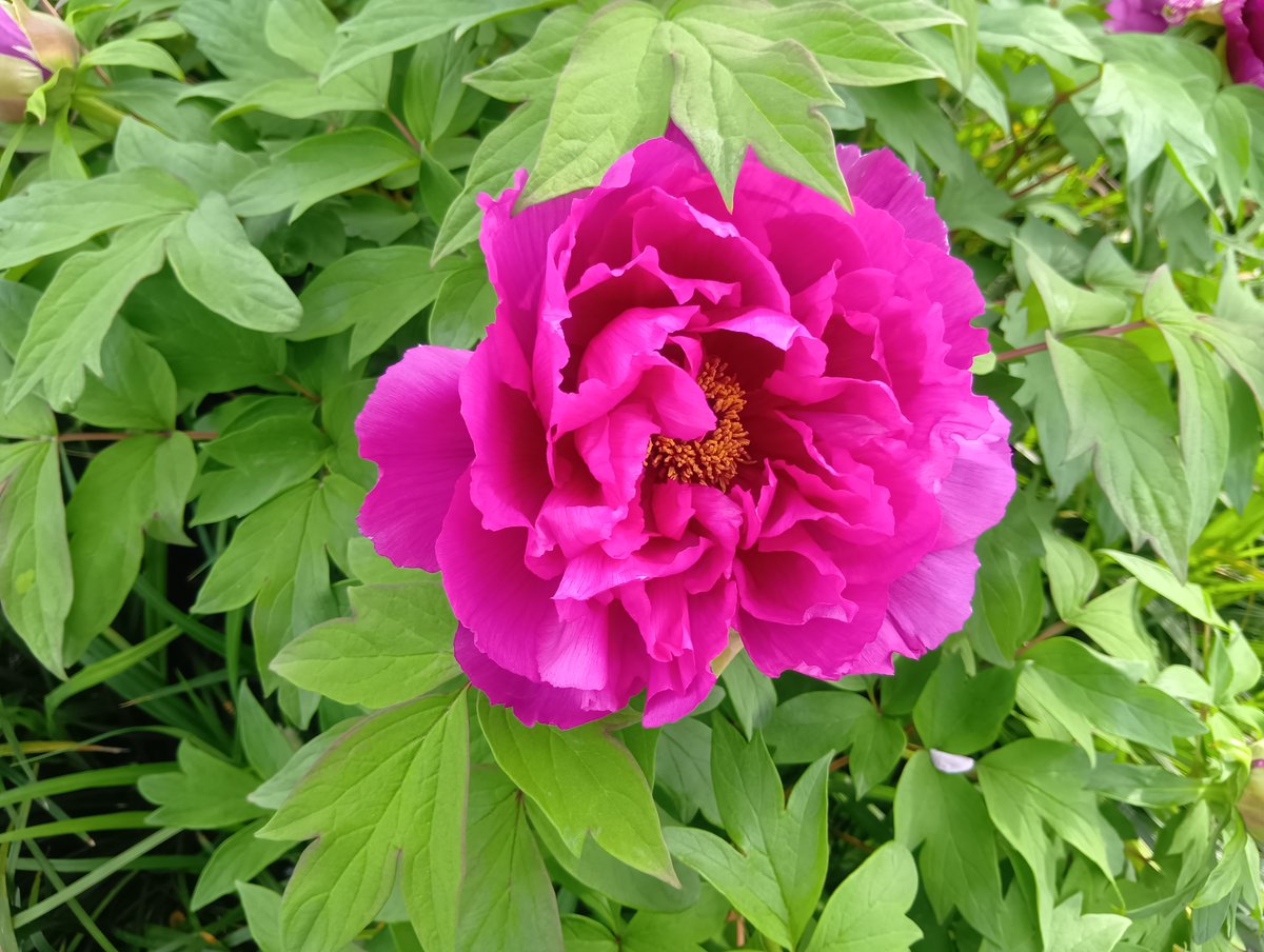 グラングリーン大阪(GRAND GREEN OSAKA)【公式】 tweet media