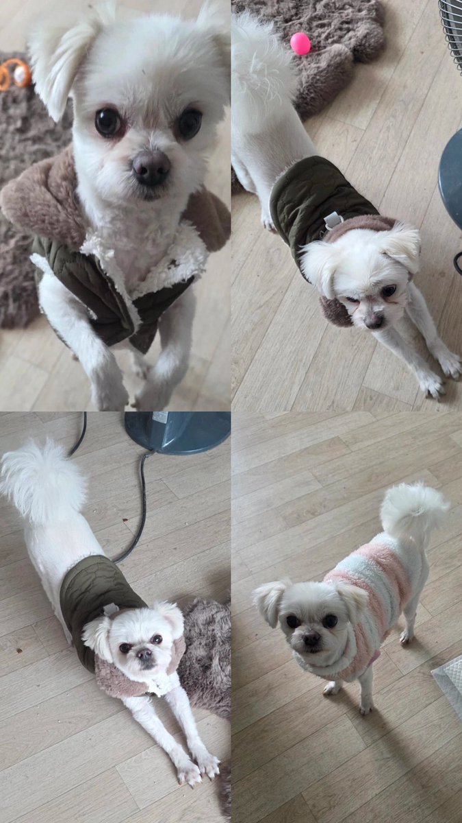 순이보호소 tweet media