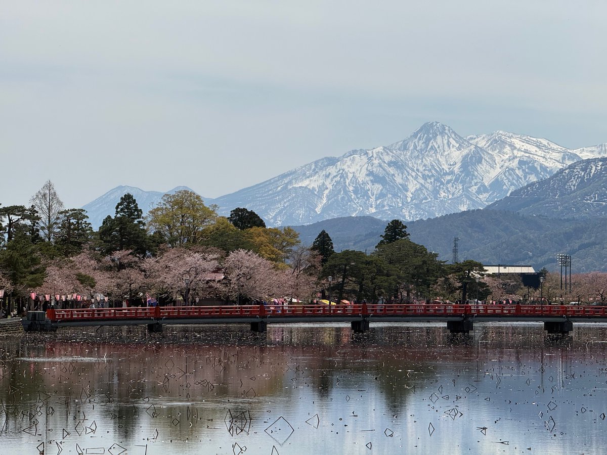 新潟県上越市 高田城址公園のサクラは落花盛んで、風にふかれて花びら