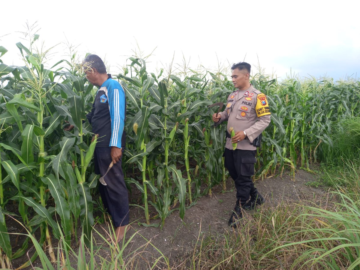 PBalongbendo's tweet photo. Polresta Sidoarjo melalui Polsek Krembung mendukung program swasembada pangan, Polisi cinta petani Ps. KanitbinmasPolsek Krembung 

#ketahananpangan
#swasembadapangan
#polisicintapetani
#Kombespolchristiantobing
#polrestasidoarjo
#sidoarjo https://t.co/6WLzCR385C
