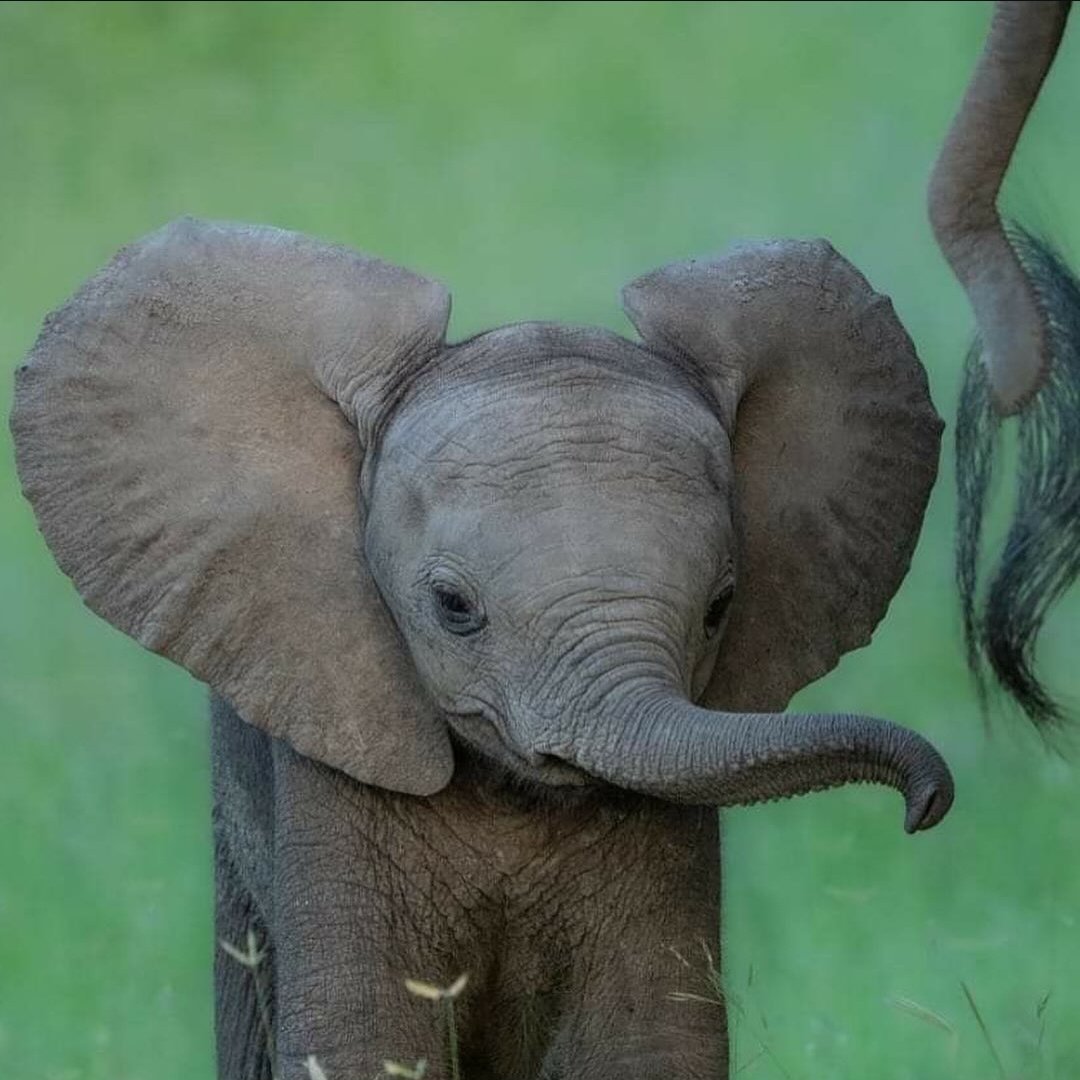 Gajanan Maharaj (Abhi) tweet media