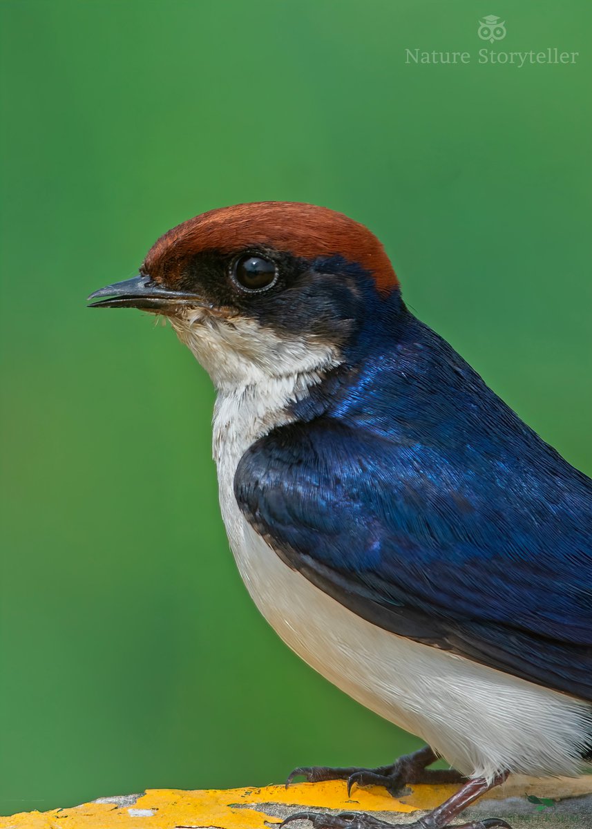 sumitksum's tweet image. Portrait of a Wire-tailed Swallow for the Start of the Week 

#Monday #Blues #nature #photography #wildlife #birds #IndiAves #portrait #portraitphotography #India @IndiAves