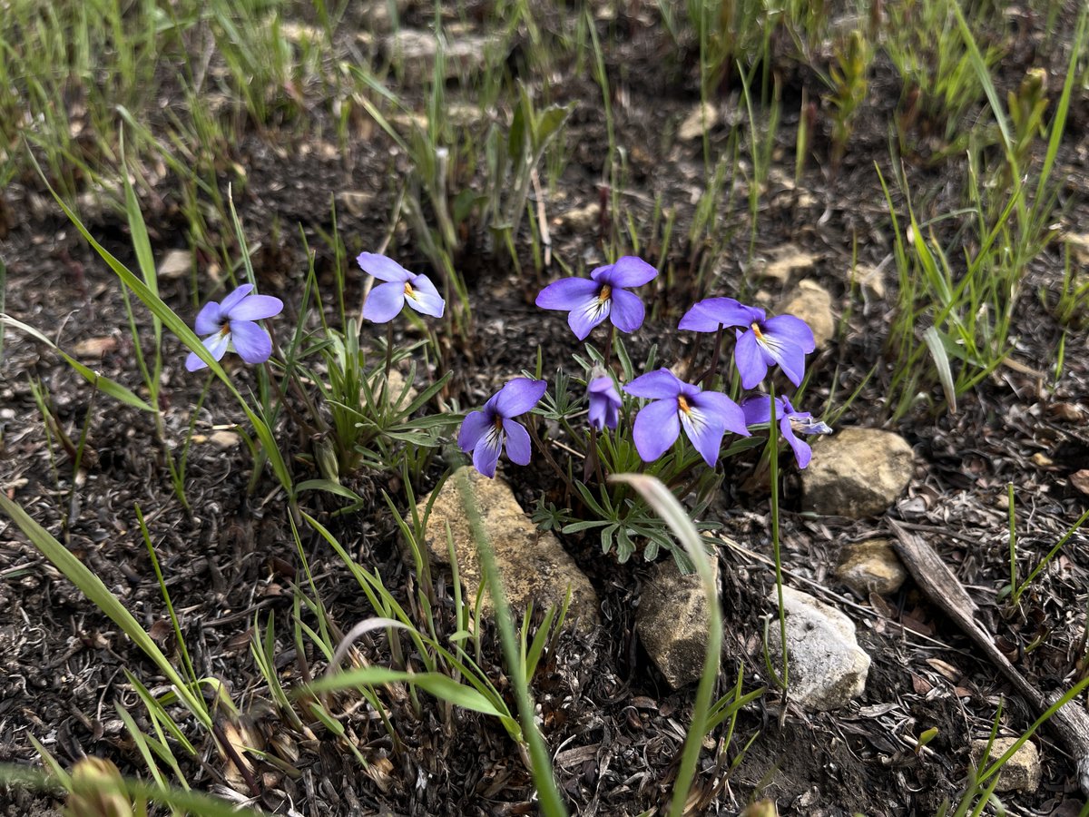 psgsc's tweet photo. 🌱 Student Spotlight: Michelle Homann
PhD, Integrative Biology
Studies climate change &amp; disturbance in prairie restoration.
Passionate about hands-on land management 🌿🔥 https://t.co/srS6kyTgJ8