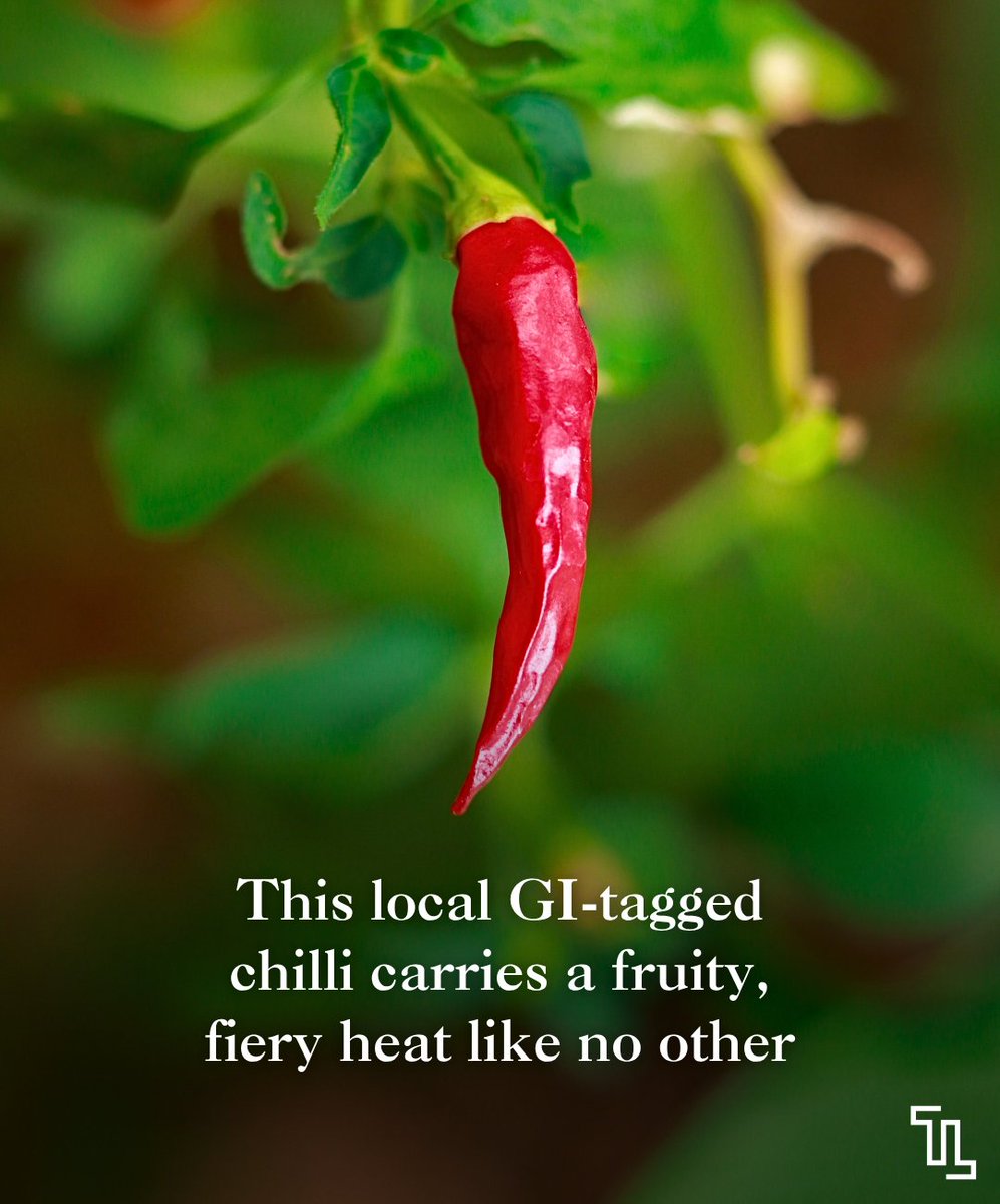 The Locavore tweet media