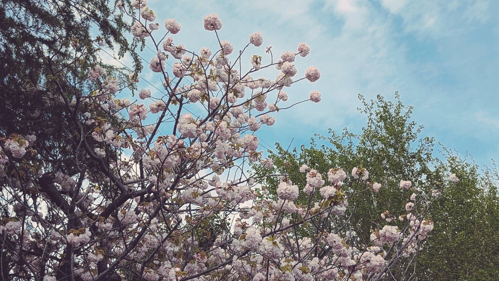 ボタン桜綺麗🌸