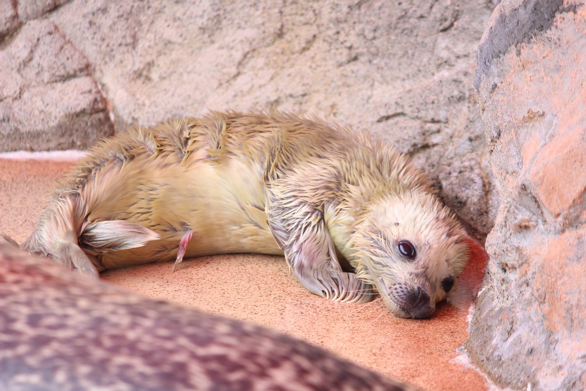 伊勢シーパラダイス【公式】 tweet media